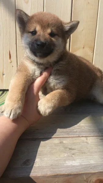 マルくん 様のお迎えした子犬