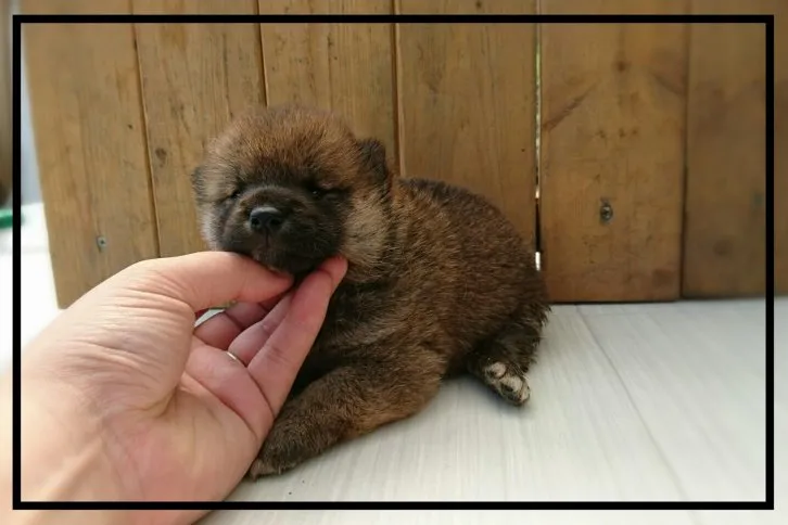 ID:1607-00994の子犬