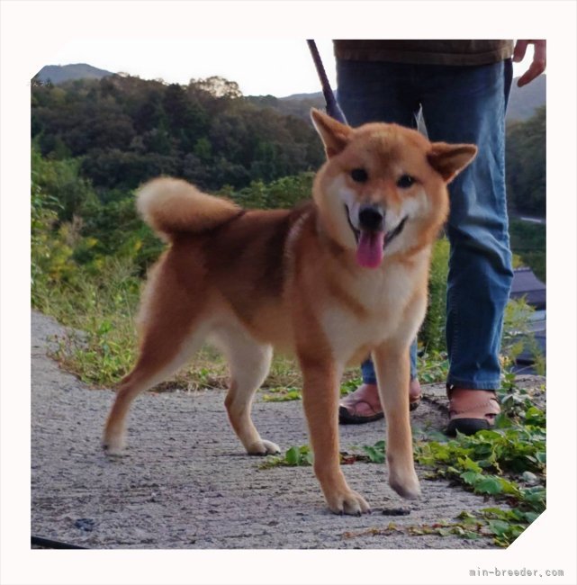 柴犬(標準サイズ)【・男の子・2023年7月13日・赤】