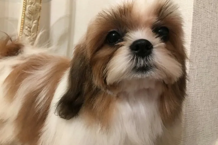 美樹 様のお迎えした子犬