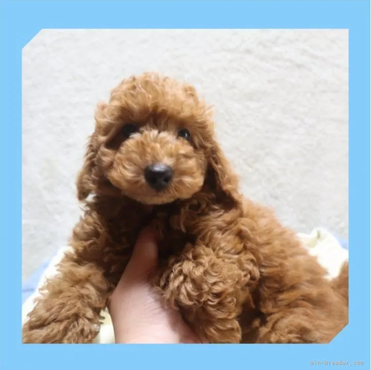 ID:2305-03291の子犬