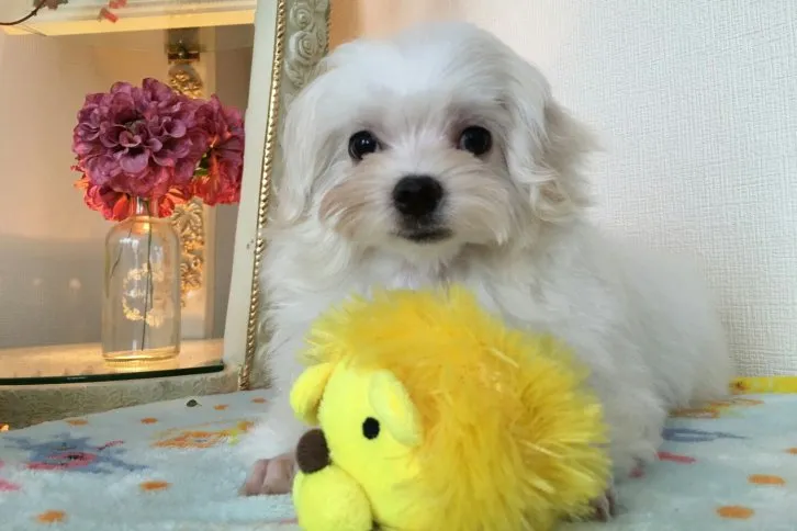 ID:1609-00080の子犬