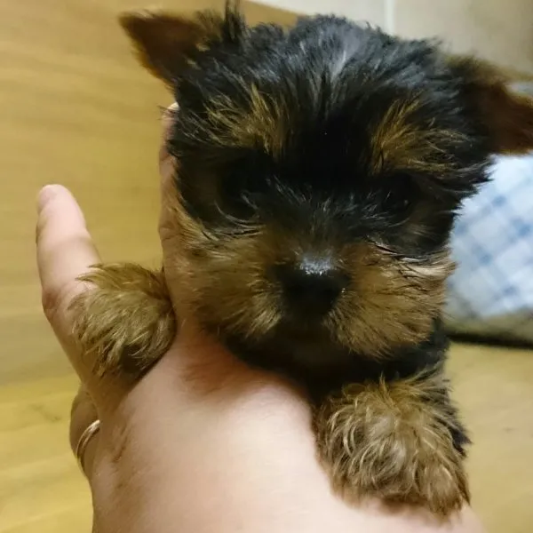 ID：1501-00459の子犬