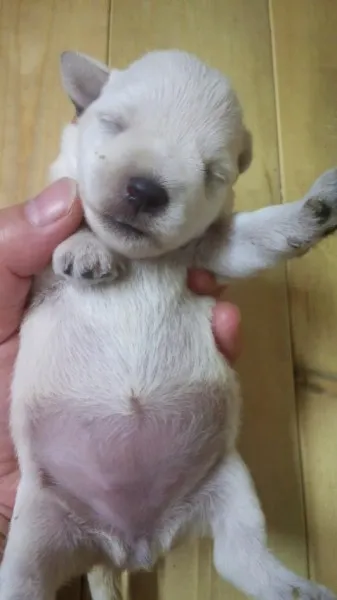 ID：1208-00682の子犬