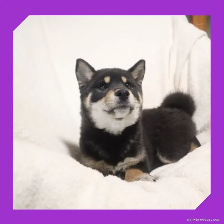 ID：2312-06480の子犬