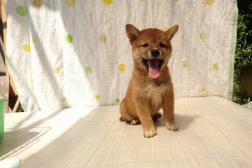 柴犬(標準サイズ)【岡山県・男の子・2016年6月19日・赤】の写真「」