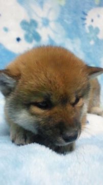 柴犬(標準サイズ)【岡山県・男の子・2012年1月13日・赤】の写真「」