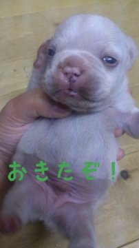 フレンチブルドッグ【岡山県・女の子・2012年12月7日・クリーム】の写真「」