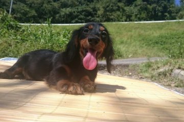 ミニチュアダックスフンド(ロング)【岡山県・男の子・2015年5月31日・ブラックタン】の写真「♡°自然いっぱいの中で.スクスク育っています。」