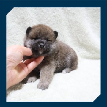 柴犬(標準サイズ)【岡山県・男の子・2024年6月17日・赤】の写真「●まん丸4兄妹🐾●」