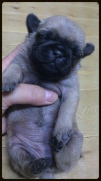 パグ【岡山県・女の子・2013年7月22日・フォーン】の写真「」