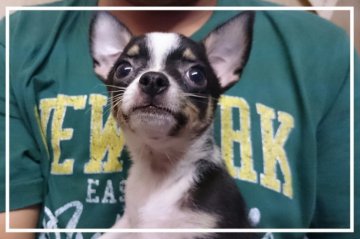 チワワ(スムース)【岡山県・男の子・2015年5月3日・ブラックタン&ホワイト】の写真「」