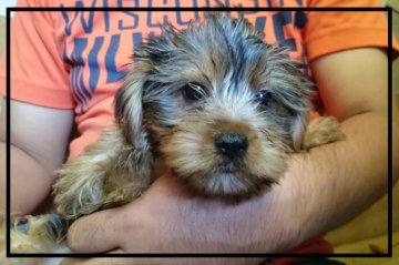 ヨークシャーテリア【岡山県・男の子・2015年6月19日・スティールブルータン】の写真「」