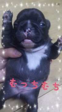 フレンチブルドッグ【岡山県・女の子・2012年12月7日・ブリンドル】の写真「」