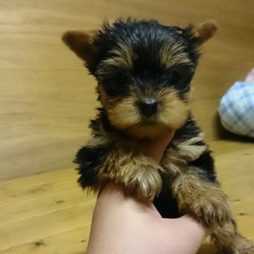 ヨークシャーテリア【岡山県・女の子・2014年11月30日・スティールブルータン】の写真「＊食いしん坊な次女♡＊」