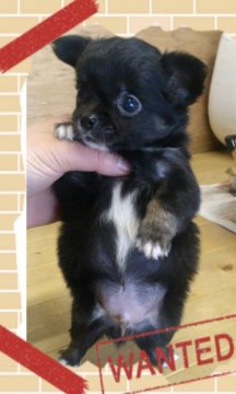 チワワ(ロング)【岡山県・男の子・2012年11月28日・ブラックタン&ホワイト】の写真「」