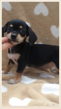 mix【岡山県・女の子・2013年6月26日・ブラックタン】の写真「チワックスです☆(短毛)」