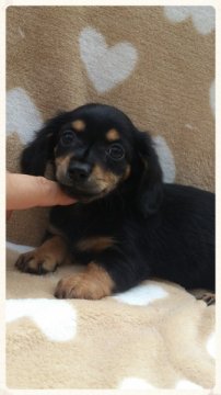 mix【岡山県・女の子・2013年6月26日・ブラックタン】の写真「チワックス(長毛)☆」