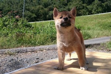 柴犬(標準サイズ)【岡山県・女の子・2015年8月3日・赤】の写真「♡°自然いっぱいの中で.スクスク育っています。」