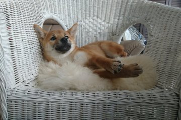 柴犬(標準サイズ)【岡山県・男の子・2016年6月26日・赤】の写真「●１月７日まで限定・総額より２万円OFF●」