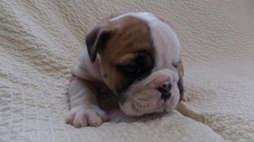 ブルドッグ【岡山県・女の子・2012年11月6日・レッド&ホワイト】の写真「」