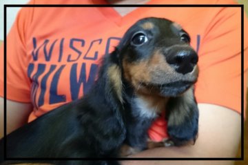 ミニチュアダックスフンド(ロング)【岡山県・女の子・2015年5月31日・ブラックタン】の写真「」