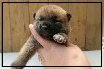 柴犬(標準サイズ)【岡山県・男の子・2016年6月26日・赤】の写真「」