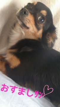 チワワ(ロング)【岡山県・女の子・2013年8月4日・ブラックタン&ホワイト】の写真「●おっとりちゃん＊空輸対応可＊●」