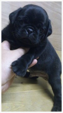 パグ【岡山県・男の子・2013年6月29日・ブラック】の写真「どすこい！！長男☆」