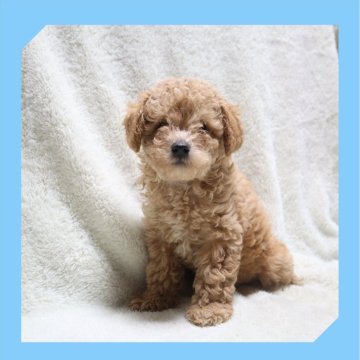 トイプードル(トイ)【岡山県・男の子・2024年5月7日・アプリコット】の写真「●のんびり屋さん🐾●」