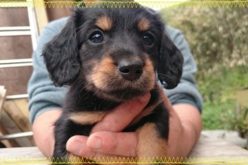 ミニチュアダックスフンド(ロング)【岡山県・男の子・2015年3月7日・ブラックタン】の写真「＊おっとり長男(^-^*)＊」