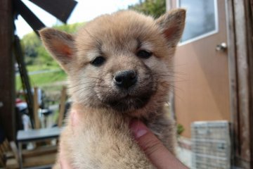 柴犬(標準サイズ)【岡山県・女の子・2016年2月27日・赤】の写真「●のんびり屋.長女●」