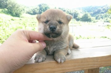 柴犬(標準サイズ)【岡山県・男の子・2018年8月10日・赤】の写真「●タヌキ顔のボクちゃん♡●」