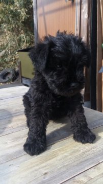 ミニチュアシュナウザー【岡山県・男の子・2012年11月22日・ブラック】の写真「」