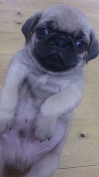 パグ【岡山県・男の子・2012年9月13日・フォーン】の写真「」