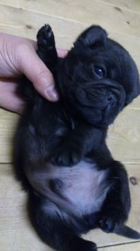 パグ【岡山県・男の子・2013年3月20日・ブラック】の写真「」