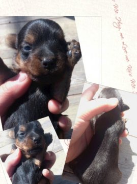 ヨークシャーテリア【岡山県・女の子・2013年2月27日・スティールブルータン】の写真「」