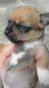 チワワ(スムース)【岡山県・女の子・2012年6月13日・レッド&ホワイト】の写真「」