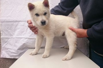 紀州犬【岡山県・男の子・2015年9月14日・白】の写真「」