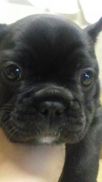 フレンチブルドッグ【岡山県・女の子・2012年3月30日・ブリンドル】の写真「」