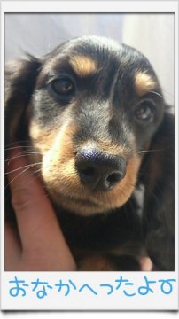 ミニチュアダックスフンド(ロング)【岡山県・男の子・2014年2月3日・ブラックタン】の写真「＊☆空輸対応可☆＊」