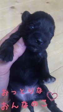 ミニチュアシュナウザー【岡山県・女の子・2012年11月22日・ブラック】の写真「」