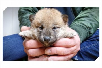 柴犬(標準サイズ)【岡山県・女の子・2019年1月16日・赤】の写真「●おめめが開きました♥●」