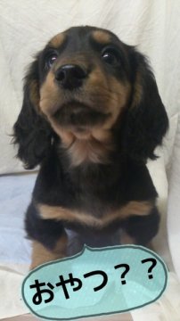 ミニチュアダックスフンド(ロング)【岡山県・男の子・2013年12月5日・ブラックタン】の写真「＊おっとりくん☆空輸可☆＊」