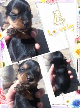 ヨークシャーテリア【岡山県・女の子・2013年2月27日・スティールブルータン】の写真「」