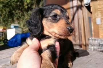 ミニチュアダックスフンド(ロング)【岡山県・男の子・2015年10月6日・ブラックタン】の写真「」