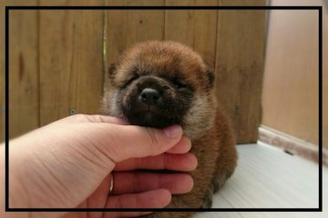 柴犬(標準サイズ)【岡山県・男の子・2016年6月26日・赤】の写真「」