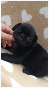パグ【岡山県・男の子・2013年6月29日・ブラック】の写真「ドスコイ！！次男坊(*^▽^*)」