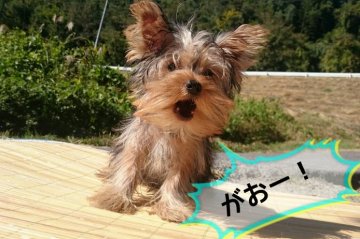 ヨークシャーテリア【岡山県・男の子・2015年6月19日・スティールブルータン】の写真「♡°自然いっぱいの中で.スクスク育っています。」