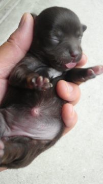 チワワ(スムース)【岡山県・女の子・2012年6月13日・チョコタン＆ホワイト】の写真「」